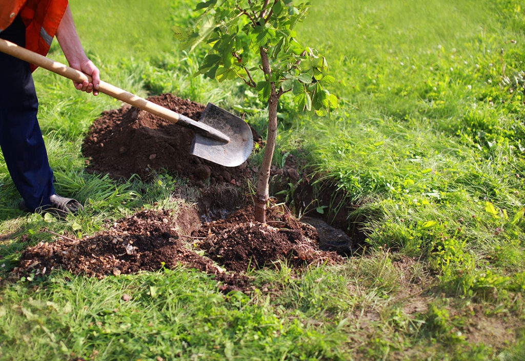 Madariaga florece: Vecinos lanzan jornada de forestación en el Barrio Martín Fierro