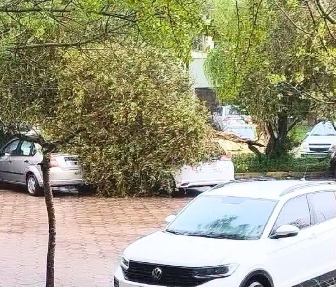 Temporal en Madariaga: árboles caídos, cortes de luz y clases suspendidas
