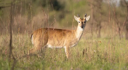 Autorizan la caza controlada de jabal&iacute;es en la laguna La Salada Grande, en protecci&oacute;n del venado de las pampas