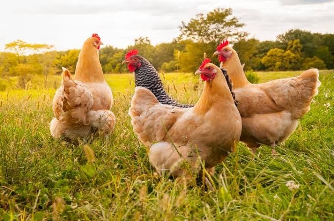 Le robaron dos gallinas durante la madrugada
