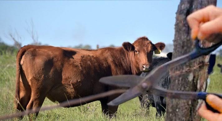 Dos robos de animales en zonas rurales de Madariaga