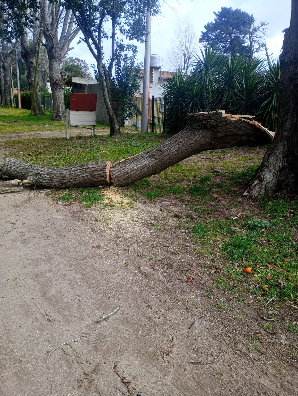 Alerta naranja en Villa Gesell: ráfagas de 86 km/h derriban árboles y cortan calles
