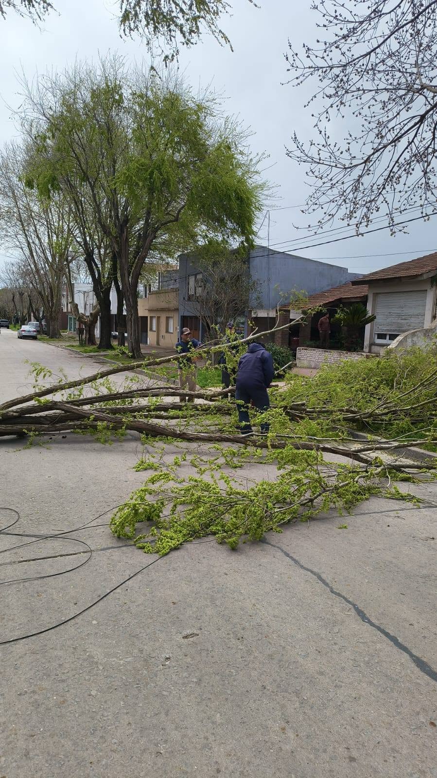 Fuertes vientos en Madariaga: árboles caídos, cortes de luz y destrozos en distintos puntos de la ciudad