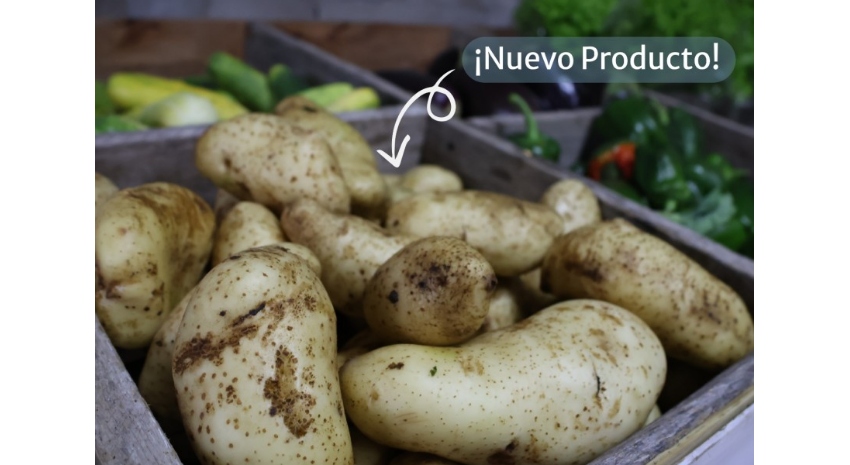 Llega la primera cosecha de papa madariaguense: un producto 100% local