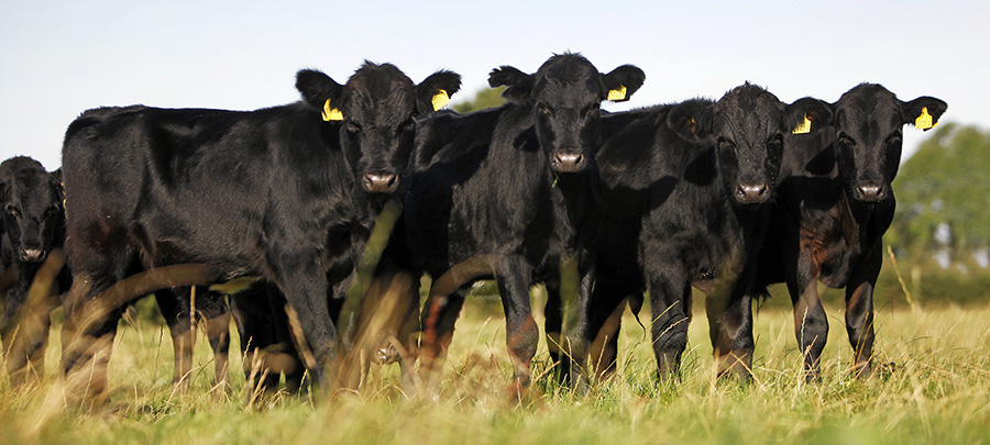 Faenan un animal vacuno en un campo de Madariaga