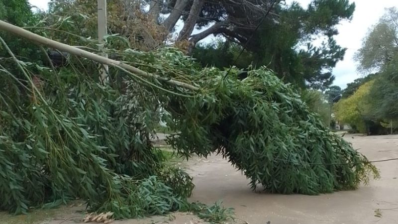 Fuerte temporal en Villa Gesell: r&aacute;fagas de viento y ca&iacute;da de &aacute;rboles en distintos puntos de la ciudad