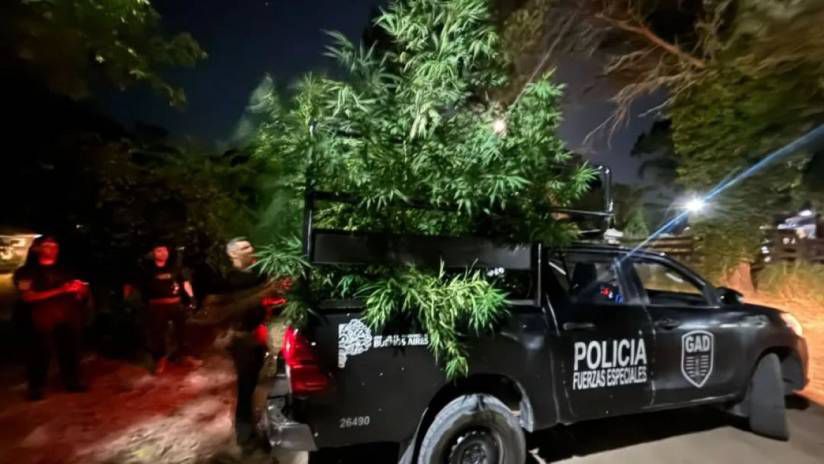 Allanan una vivienda abandonada en Villa Gesell y encuentran una plantaci&oacute;n de marihuana de gran porte